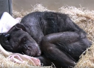 Mama, The 59-year Old Chimpanzee Who Captured Hearts Around The World