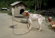 This Dog Was Chained Up for 5 Years and Left To Die… But Now, He’s All Smiles!