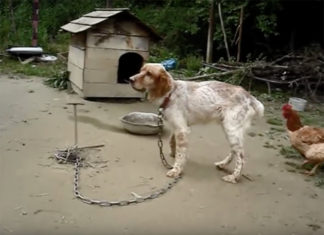 This Dog Was Chained Up for 5 Years and Left To Die… But Now, He’s All Smiles!