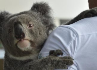 Koala gene map could help fight threat to species survival