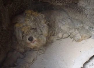 Loukoumakis the dog recovers from Greek wildfire