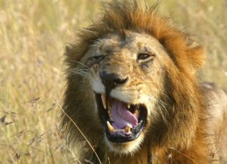 Suspected poachers eaten by lions after breaking into game reserve to hunt rhinos in South Africa