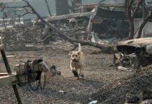 Number of missing in California fire declines, search continues