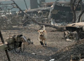 Number of missing in California fire declines, search continues