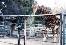 Celebrities are calling out a famous Malibu winery after it ‘failed to evacuate animals,’ including a beloved giraffe