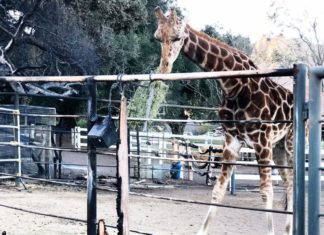 Celebrities are calling out a famous Malibu winery after it ‘failed to evacuate animals,’ including a beloved giraffe