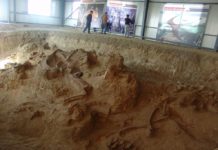 New species of dinosaur dubbed the ‘amazing dragon’ discovered in China