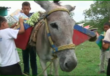 Biblioburro: The amazing donkey libraries of Colombia