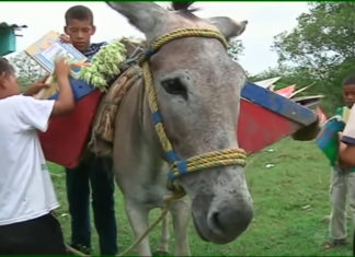 Biblioburro: The amazing donkey libraries of Colombia